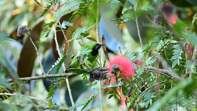 Golden-fronted Leafbird - ML518059211