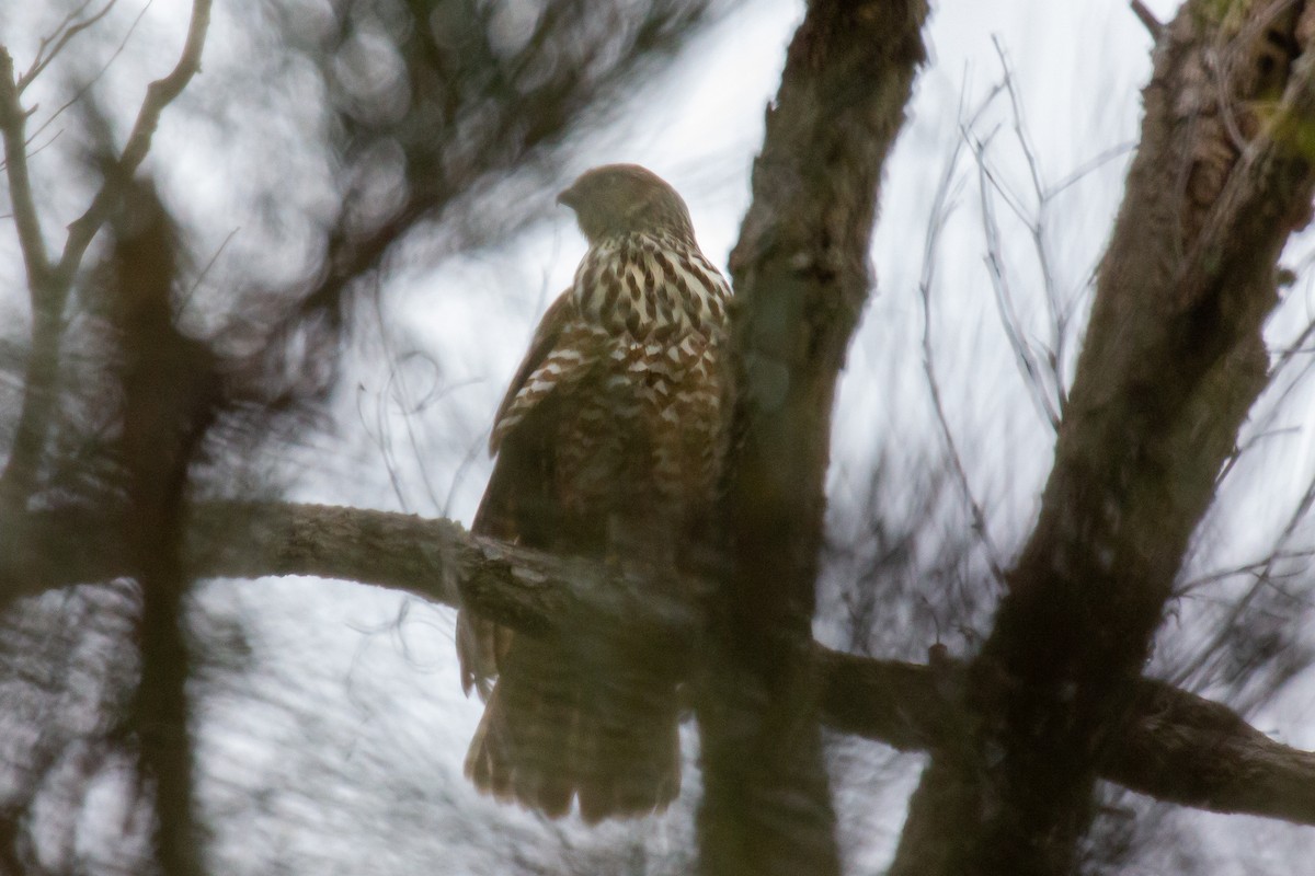 Brown Goshawk - ML518059221