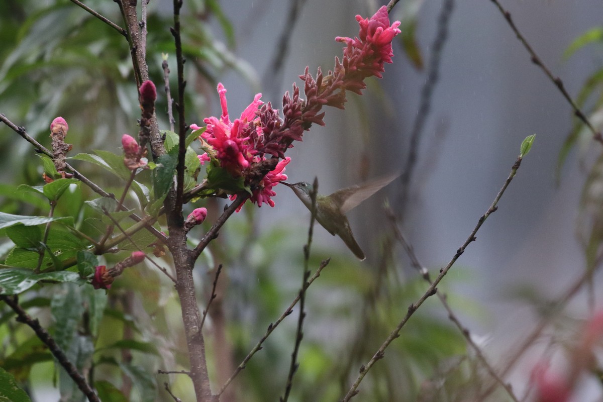 Azure-crowned Hummingbird (Azure-crowned) - ML518059361