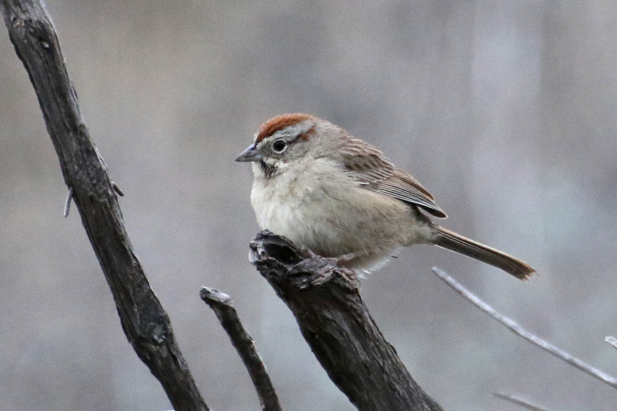 Rufous-crowned Sparrow - ML518059541