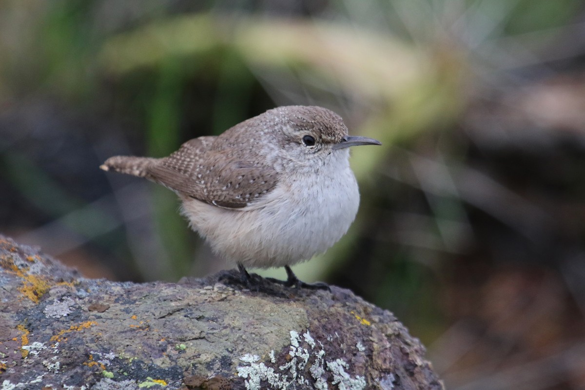 Rock Wren - Jamie Chavez