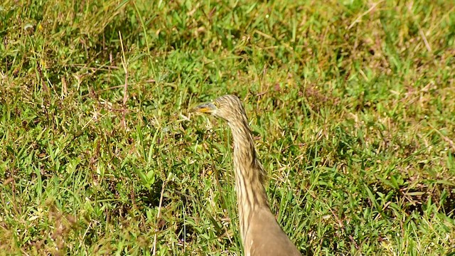 Indian Pond-Heron - ML518060051