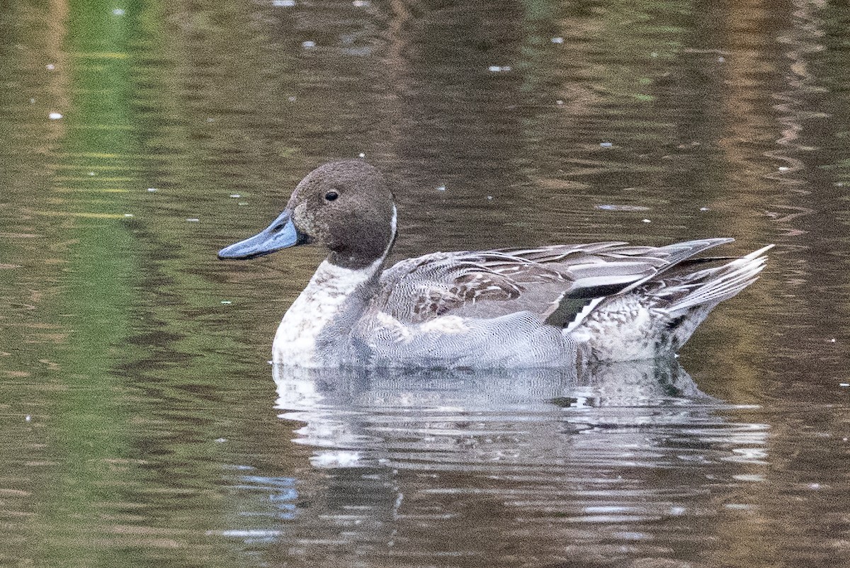 Northern Pintail - ML518060171