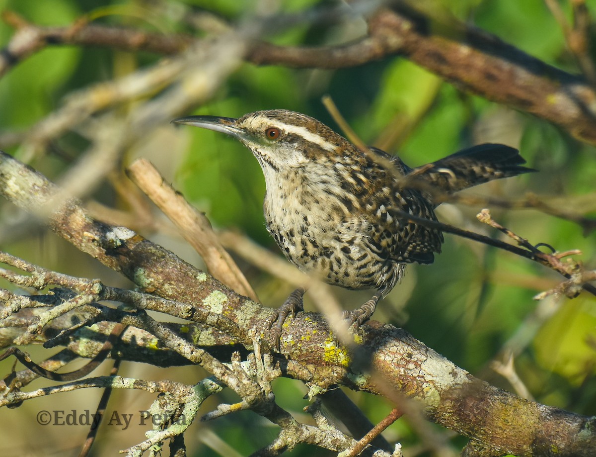 Yucatan Wren - ML518060441