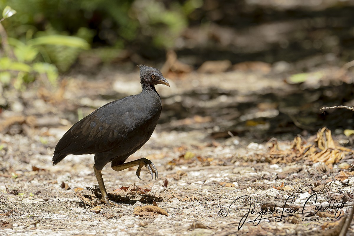 Mégapode de Freycinet (groupe freycinet) - ML518060681