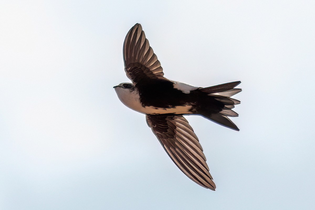 White-throated Swift - Derek Hudgins