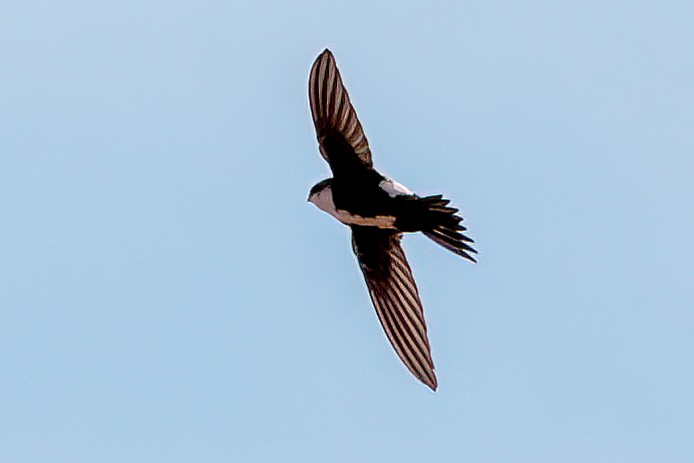 White-throated Swift - Derek Hudgins