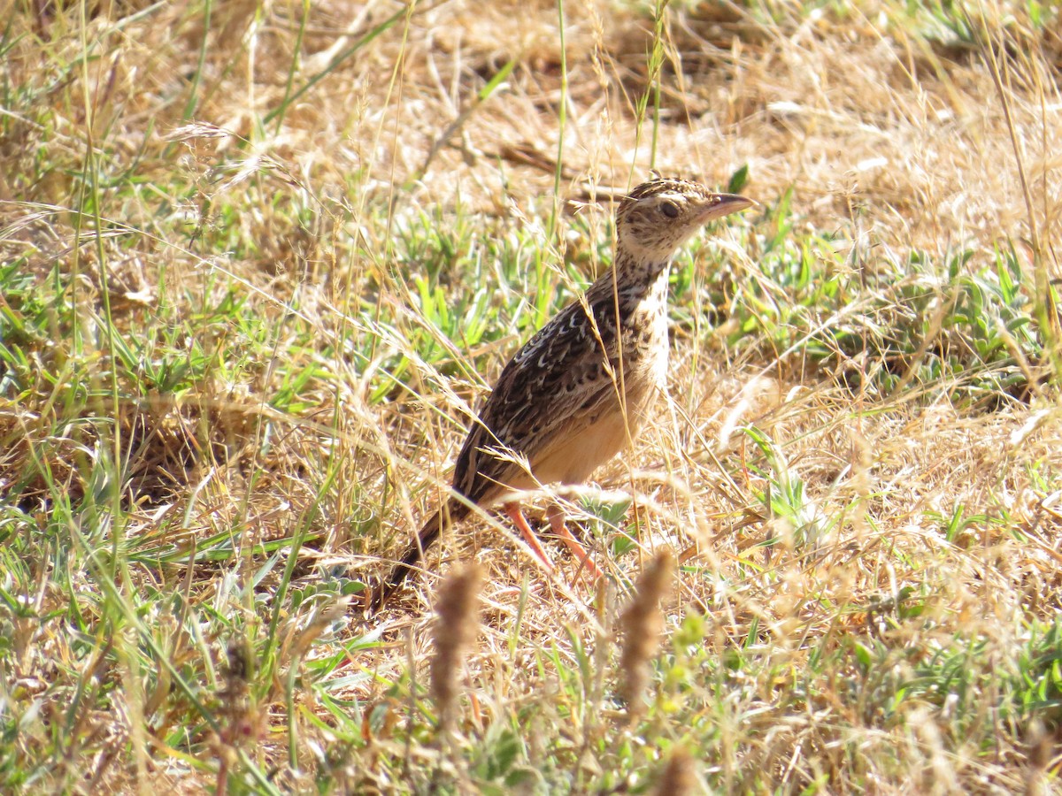 Liben Lark - ML518061241