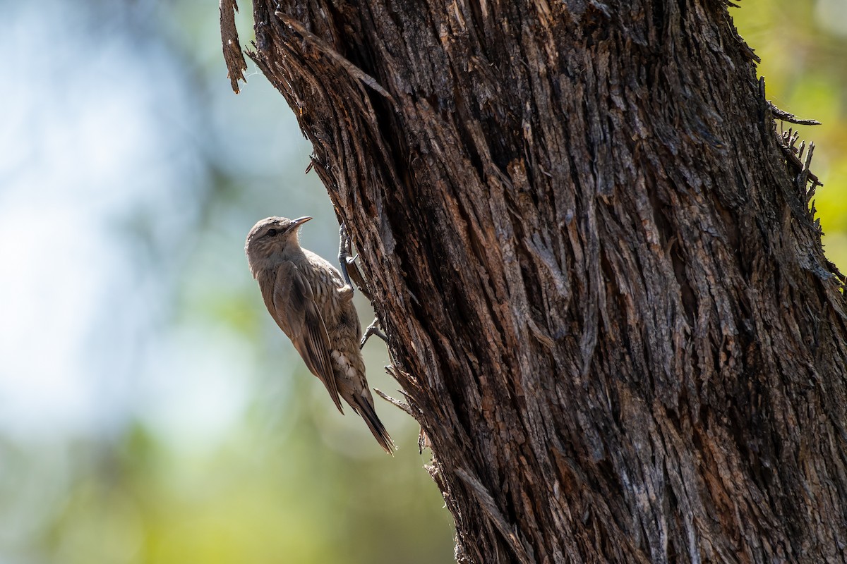 Brown Treecreeper - ML518061381