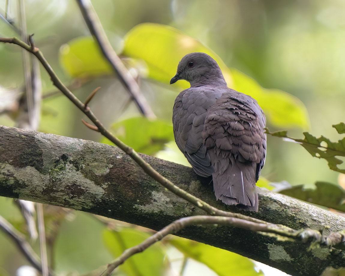 Dusky Pigeon - ML518061441