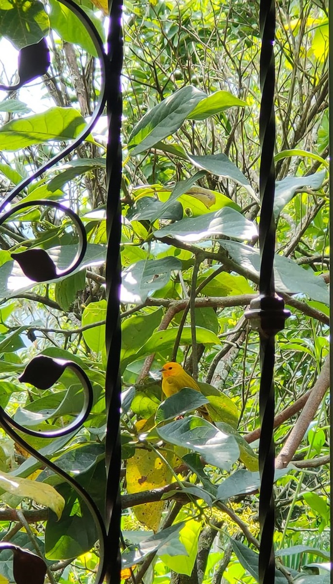 Saffron Finch - ML518061571