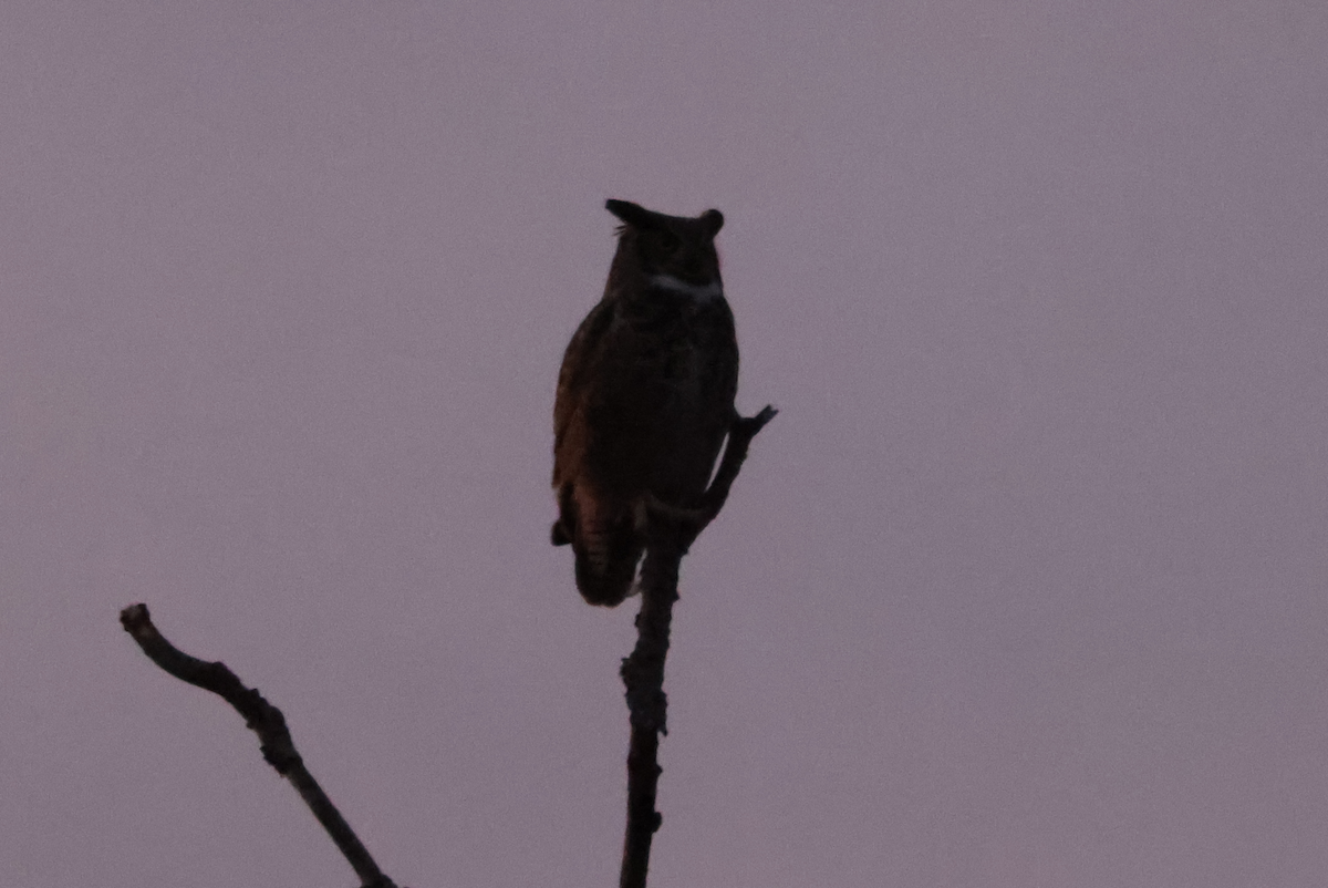 Great Horned Owl - ML518061871