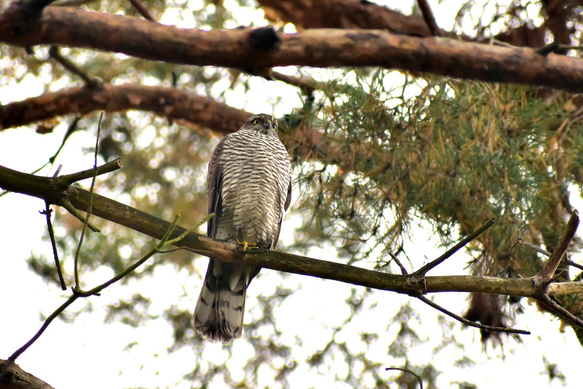 Eurasian Sparrowhawk - ML518062151