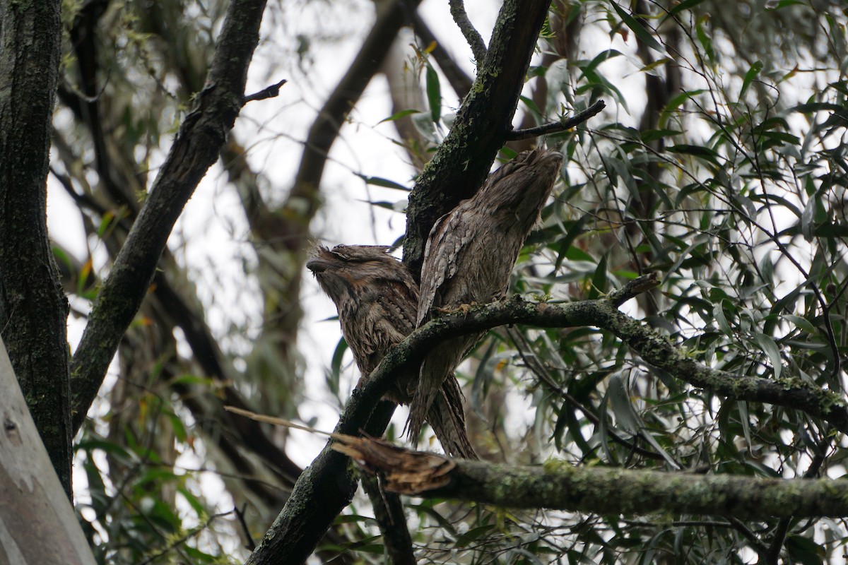 Tawny Frogmouth - Daniel Delany