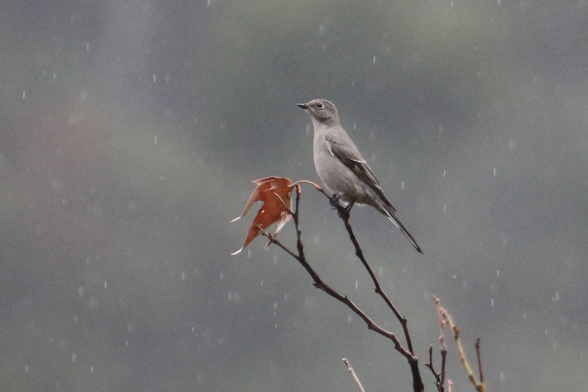 Townsend's Solitaire - ML518063531