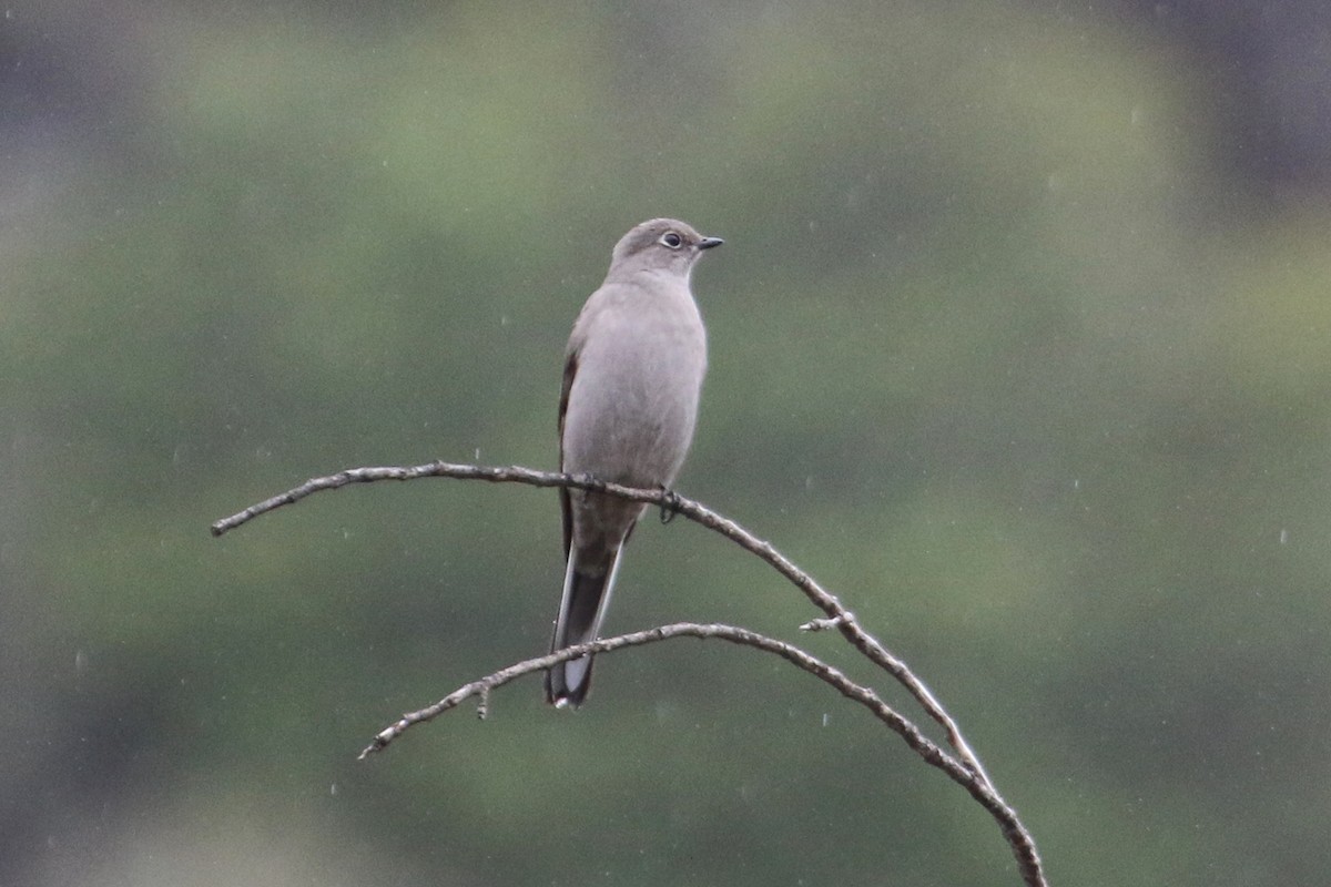 Townsend's Solitaire - ML518063581