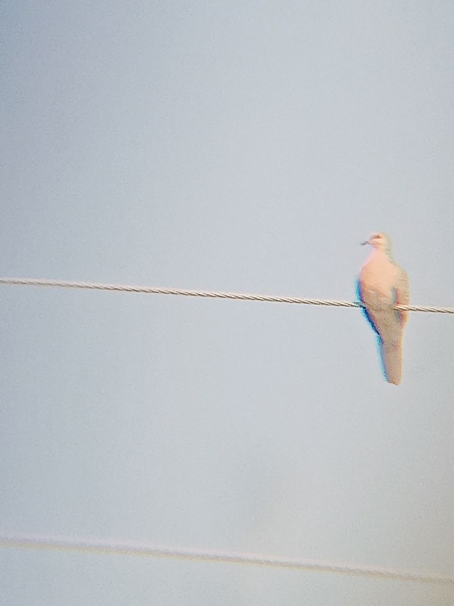 pigeon/dove sp. - ML518064001