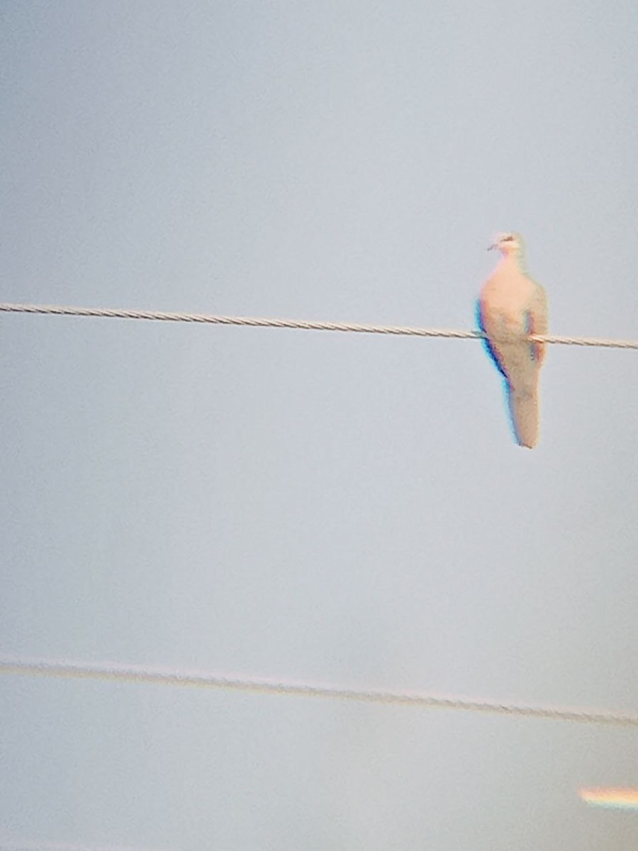 pigeon/dove sp. - ML518064021
