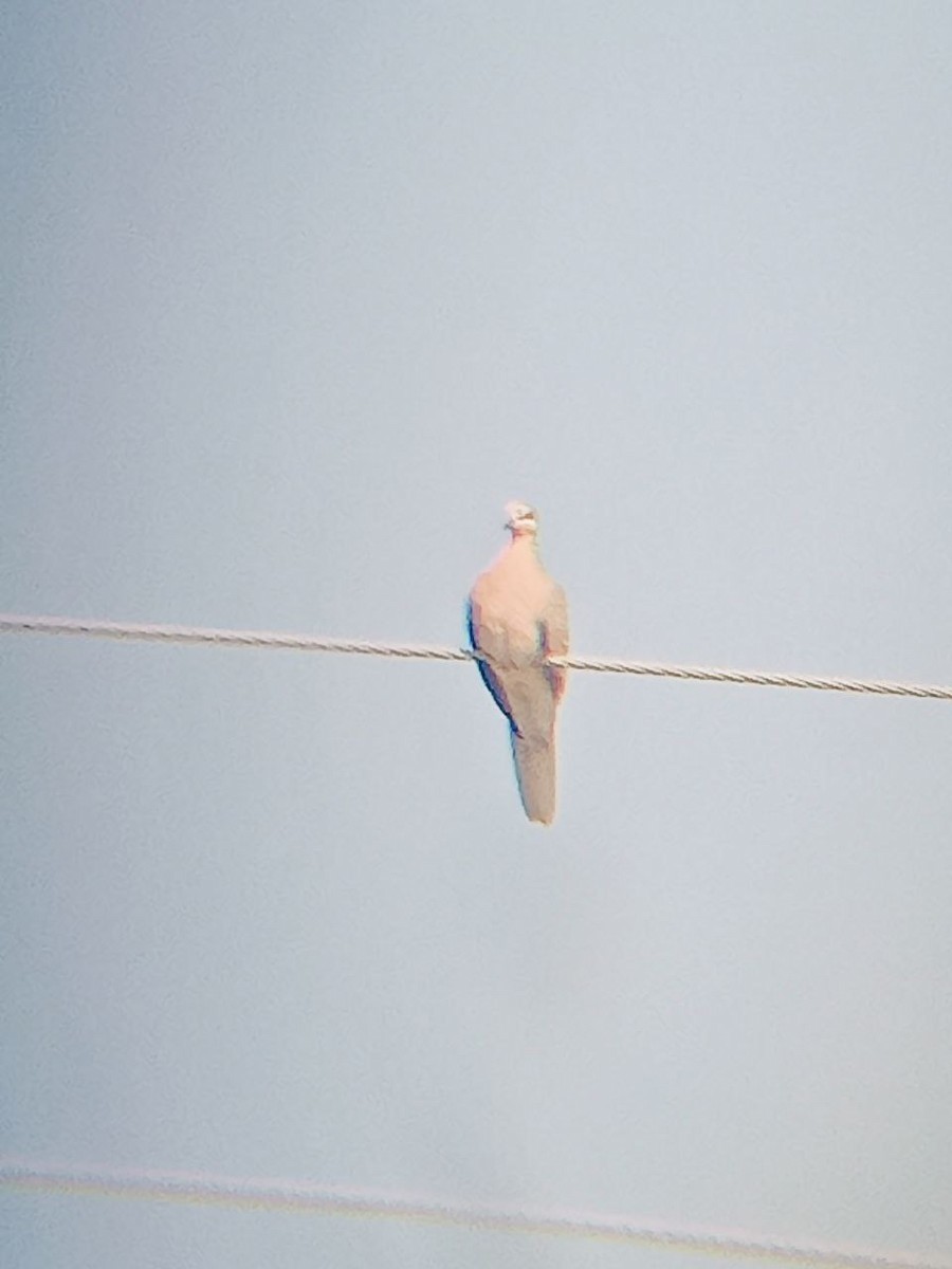 pigeon/dove sp. - ML518064031