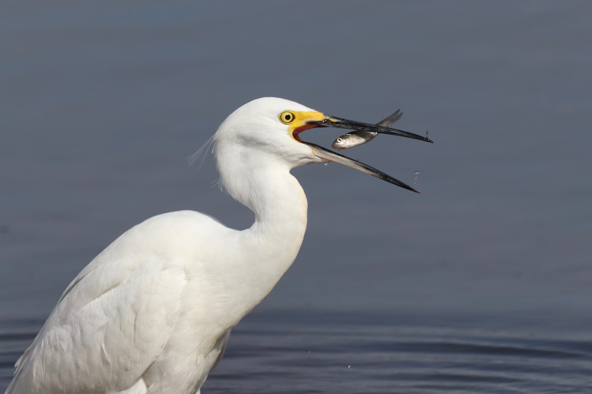 Snowy Egret - Louise Venne