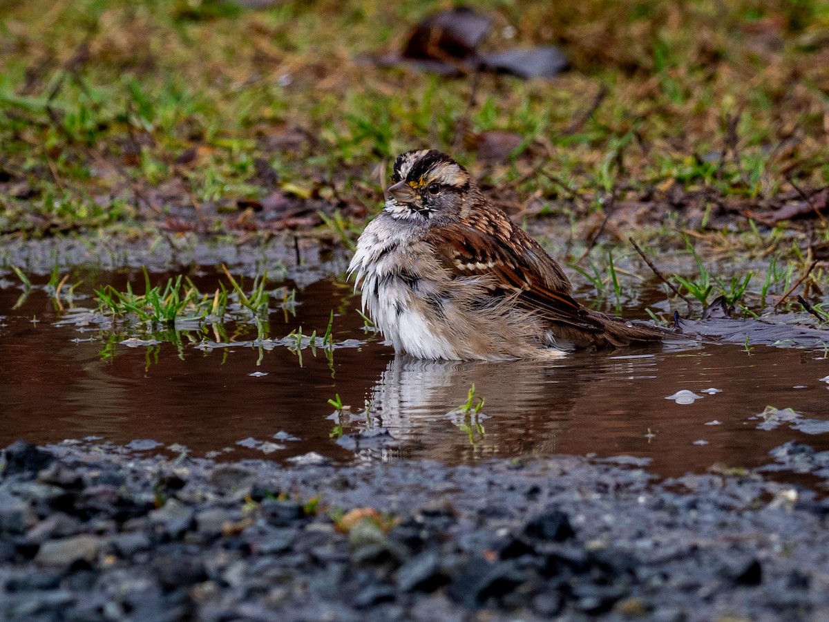 White-throated Sparrow - ML518065421