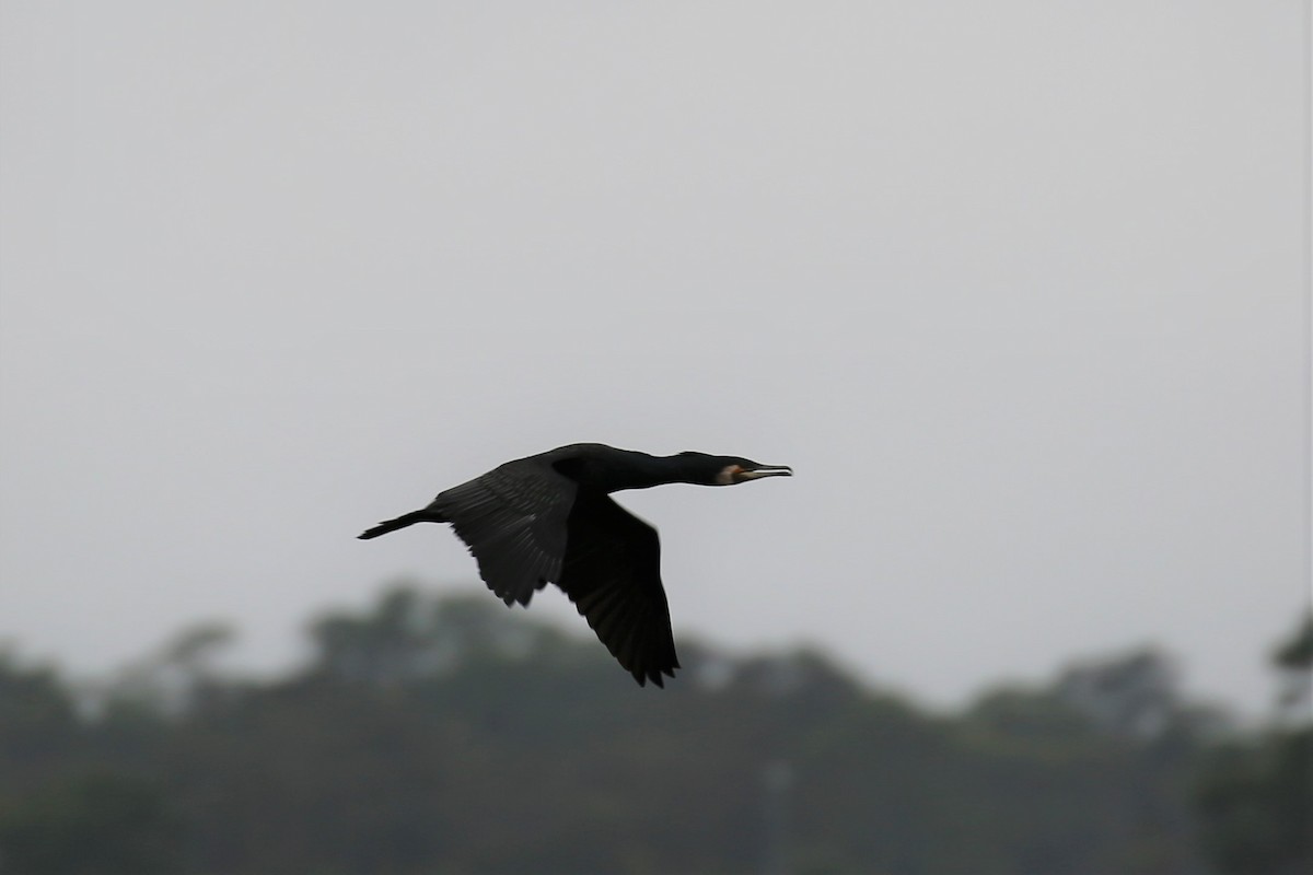 Great Cormorant - ML518065491