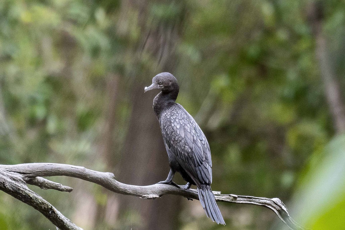 Little Black Cormorant - ML518065561