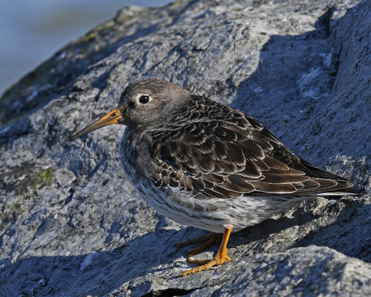 Purple Sandpiper - ML51806691