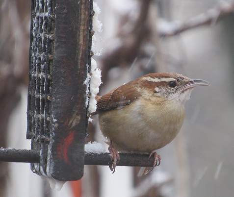 Carolina Wren - ML51806851