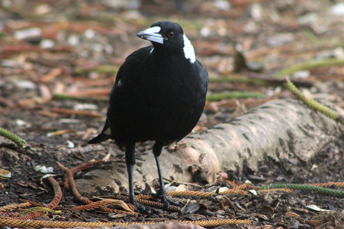Australian Magpie - ML518069201