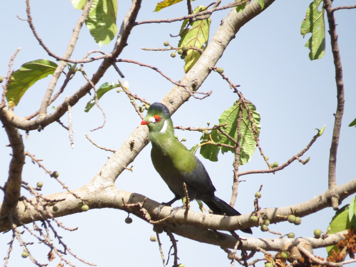 Turaco Cariblanco - ML518070131