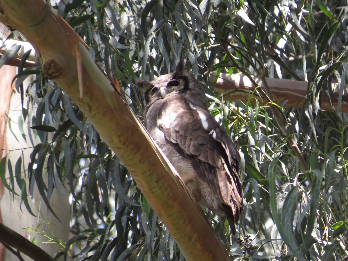 Verreaux's Eagle-Owl - ML518070201