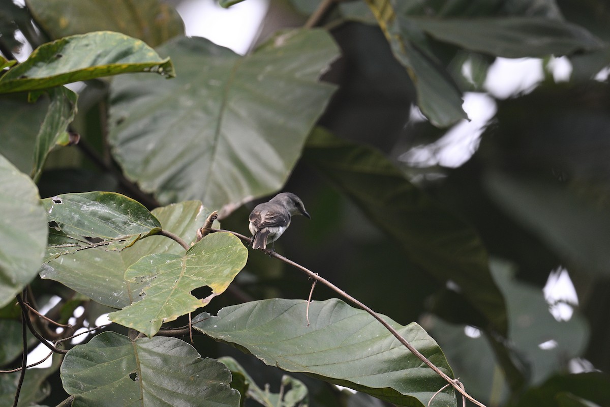 Ashy Minivet - ML518071261