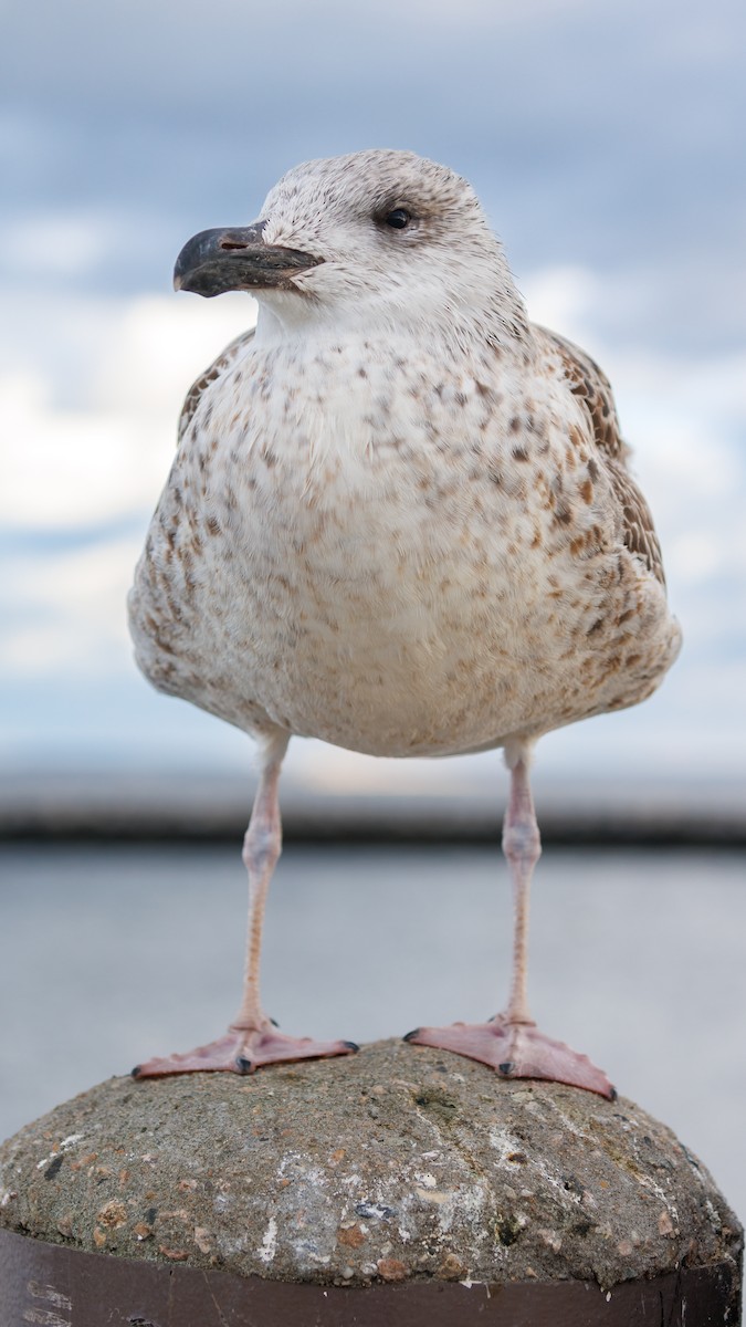 Great Black-backed Gull - Anthony  Rodgers