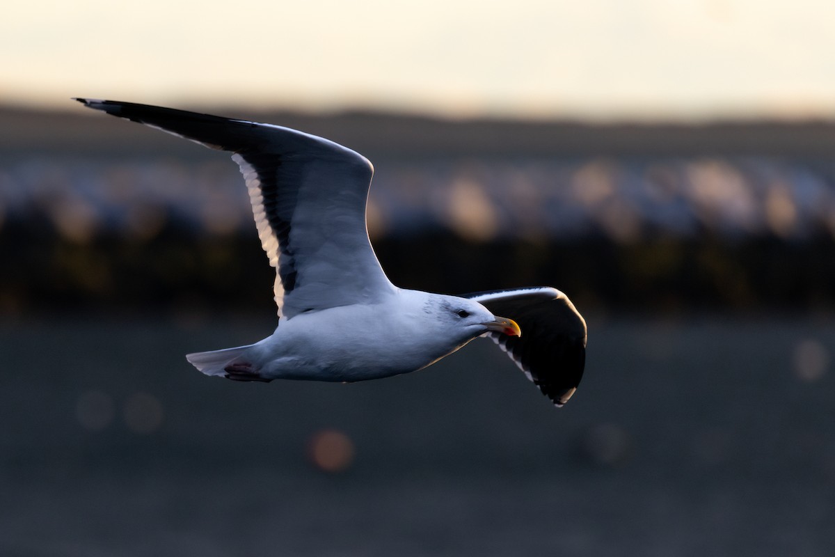 Great Black-backed Gull - ML518071971