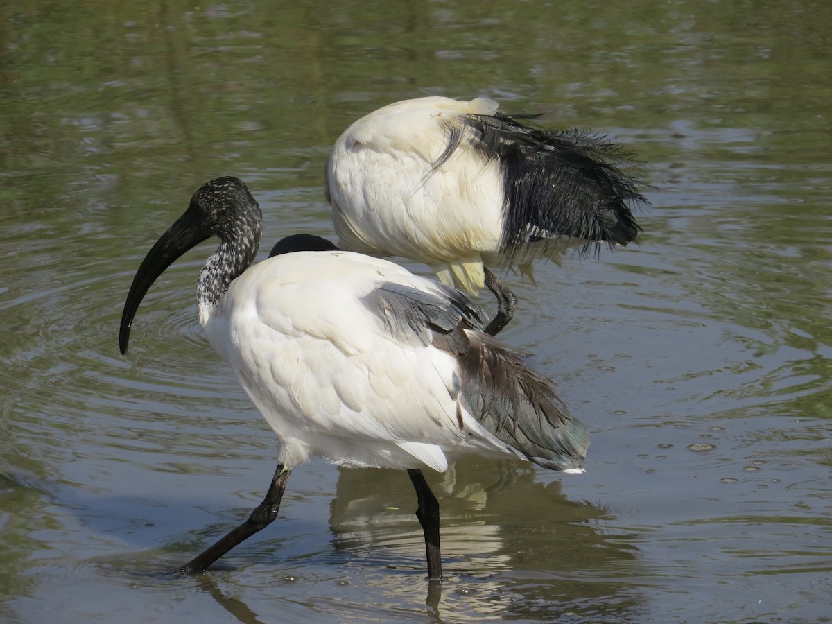 African Sacred Ibis - John Cooper