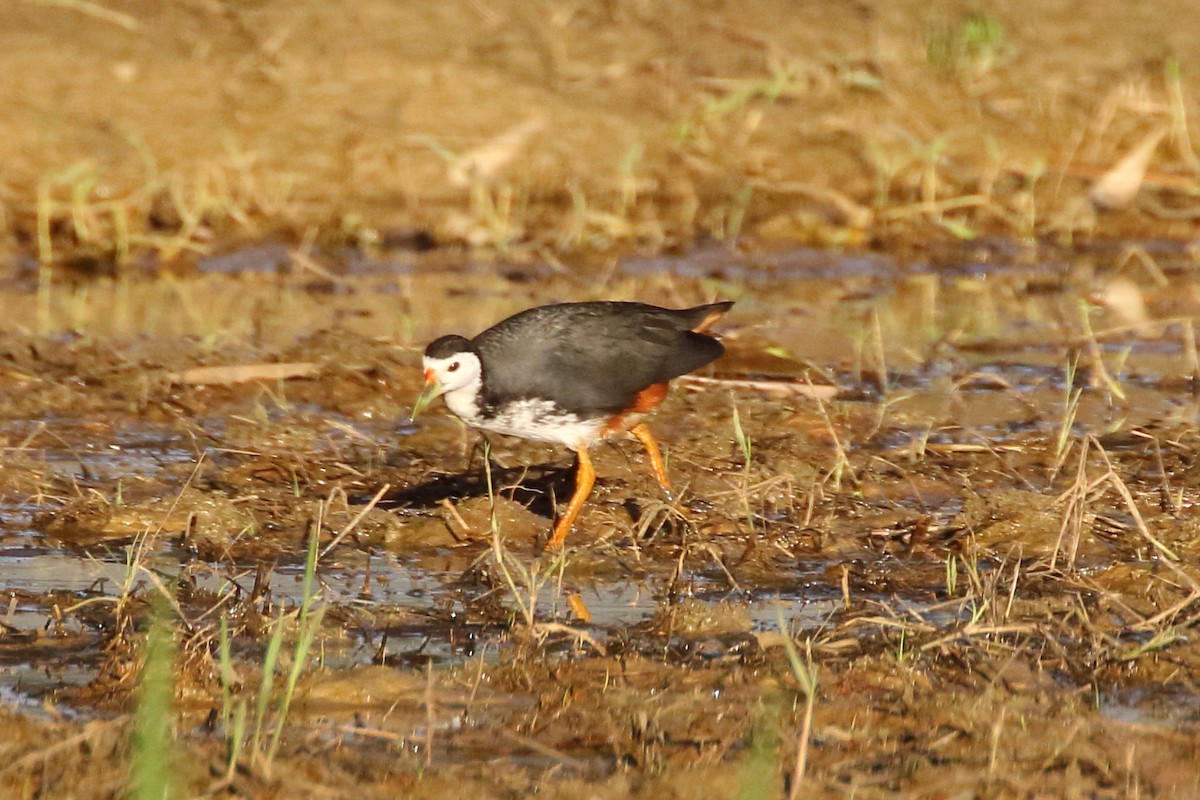 White-breasted Waterhen - ML518072471