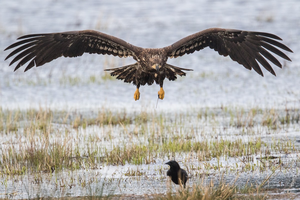 Bald Eagle - ML51807291