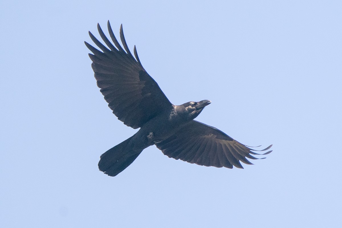 Large-billed Crow - Zeno Taylord-Hawk