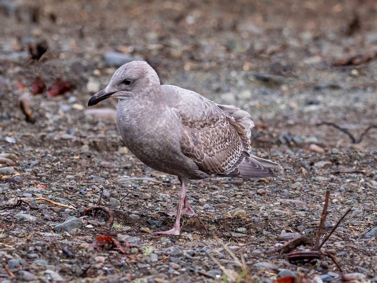 Iceland Gull (Thayer's) - ML518073961