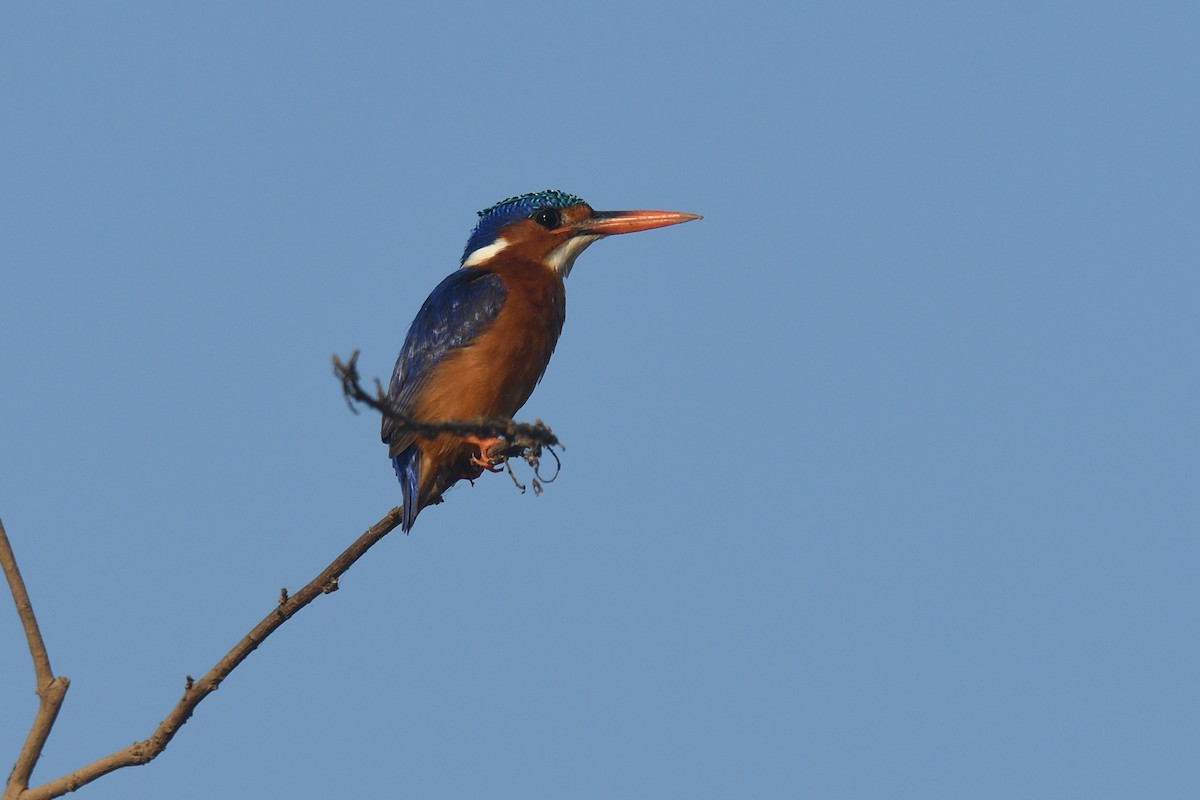 Malachite Kingfisher - Chiusi Alessio Pietro