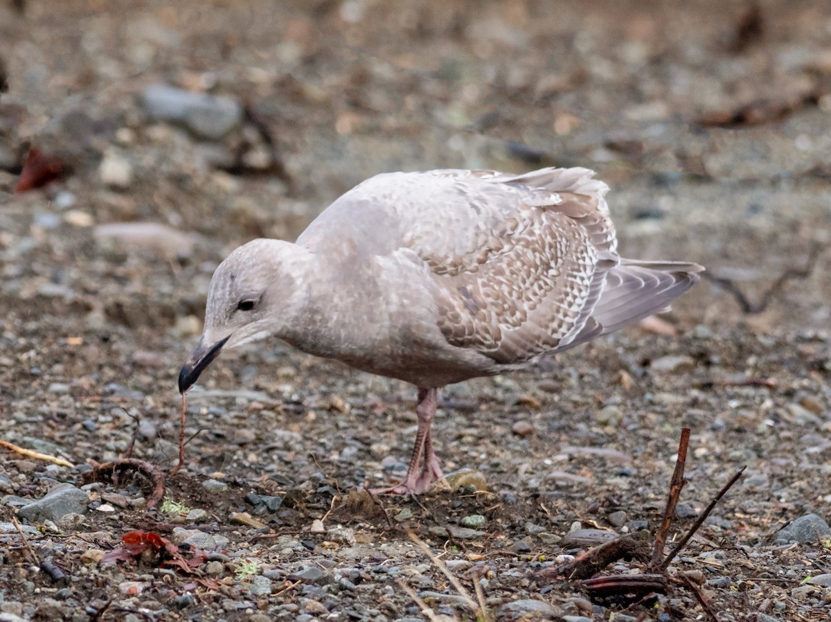 Iceland Gull (Thayer's) - ML518075501