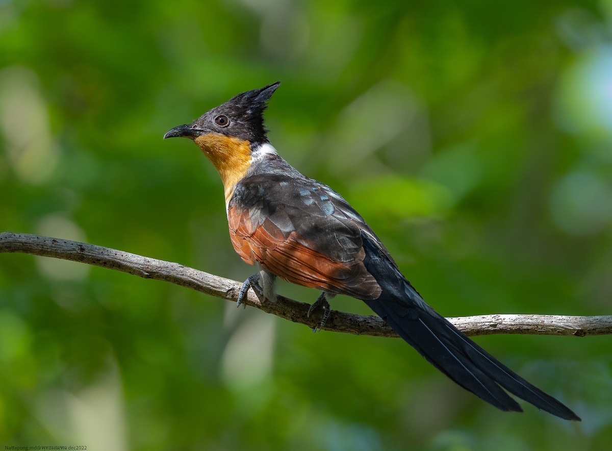 Chestnut-winged Cuckoo - ML518076131