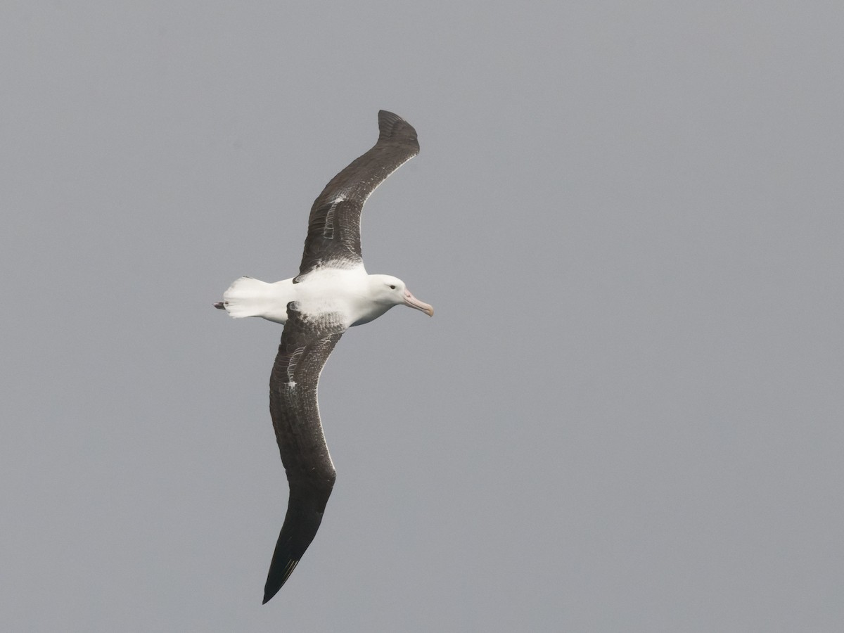 albatros Sanfordův/královský - ML518077261