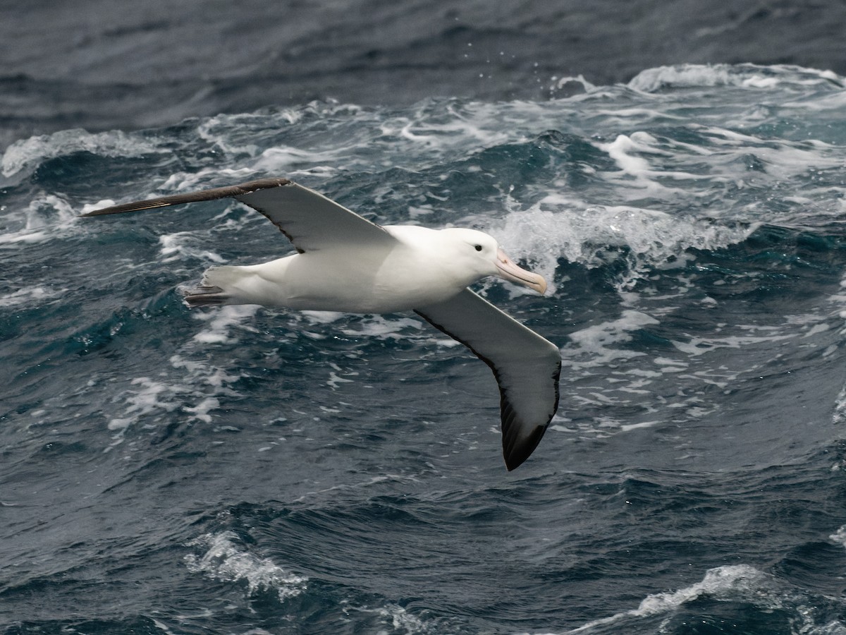 Albatros de Sanford ou A. royal - ML518077271