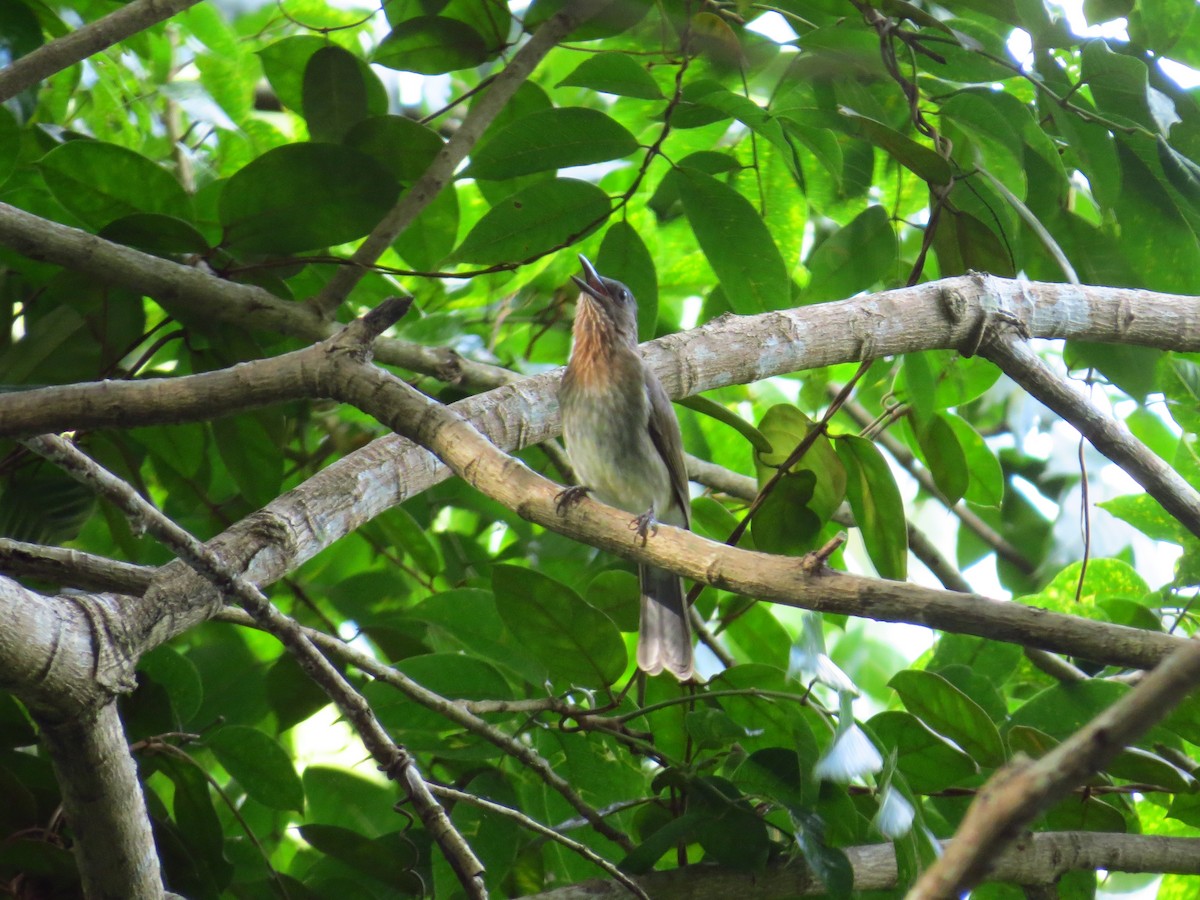 Visayan Bulbul - ML518080341