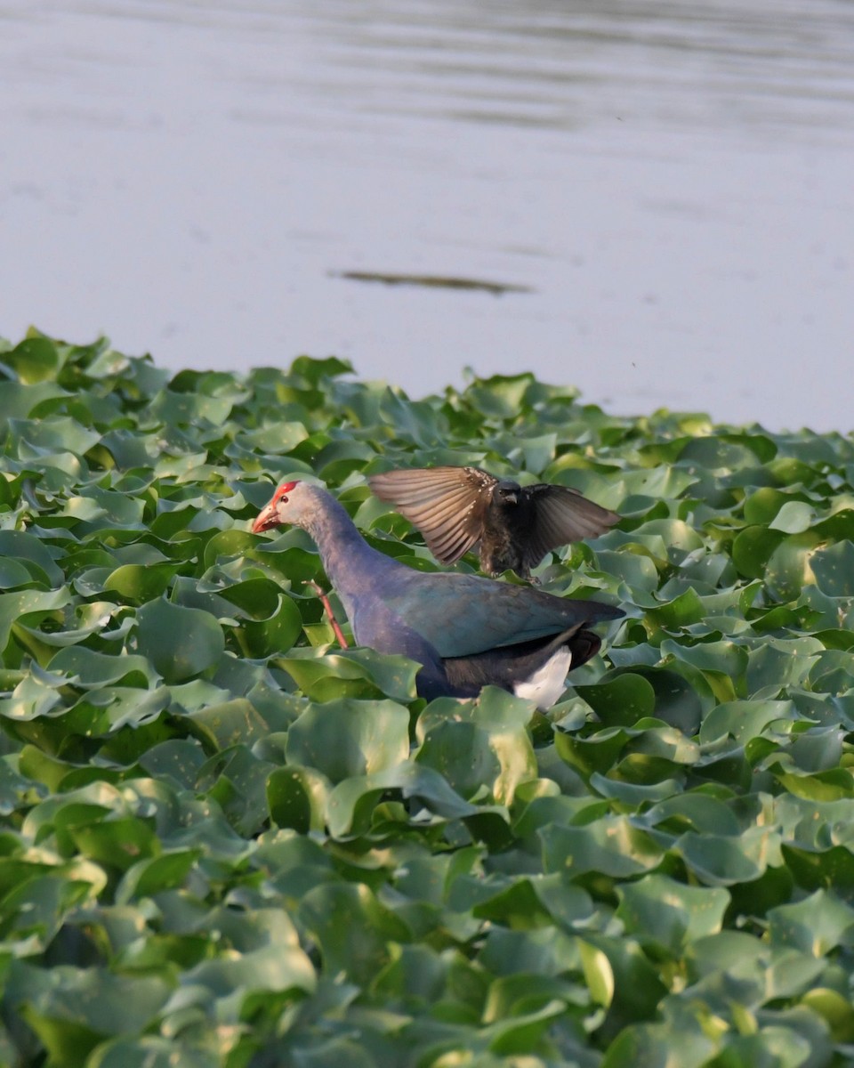 Gray-headed Swamphen - ML518081521