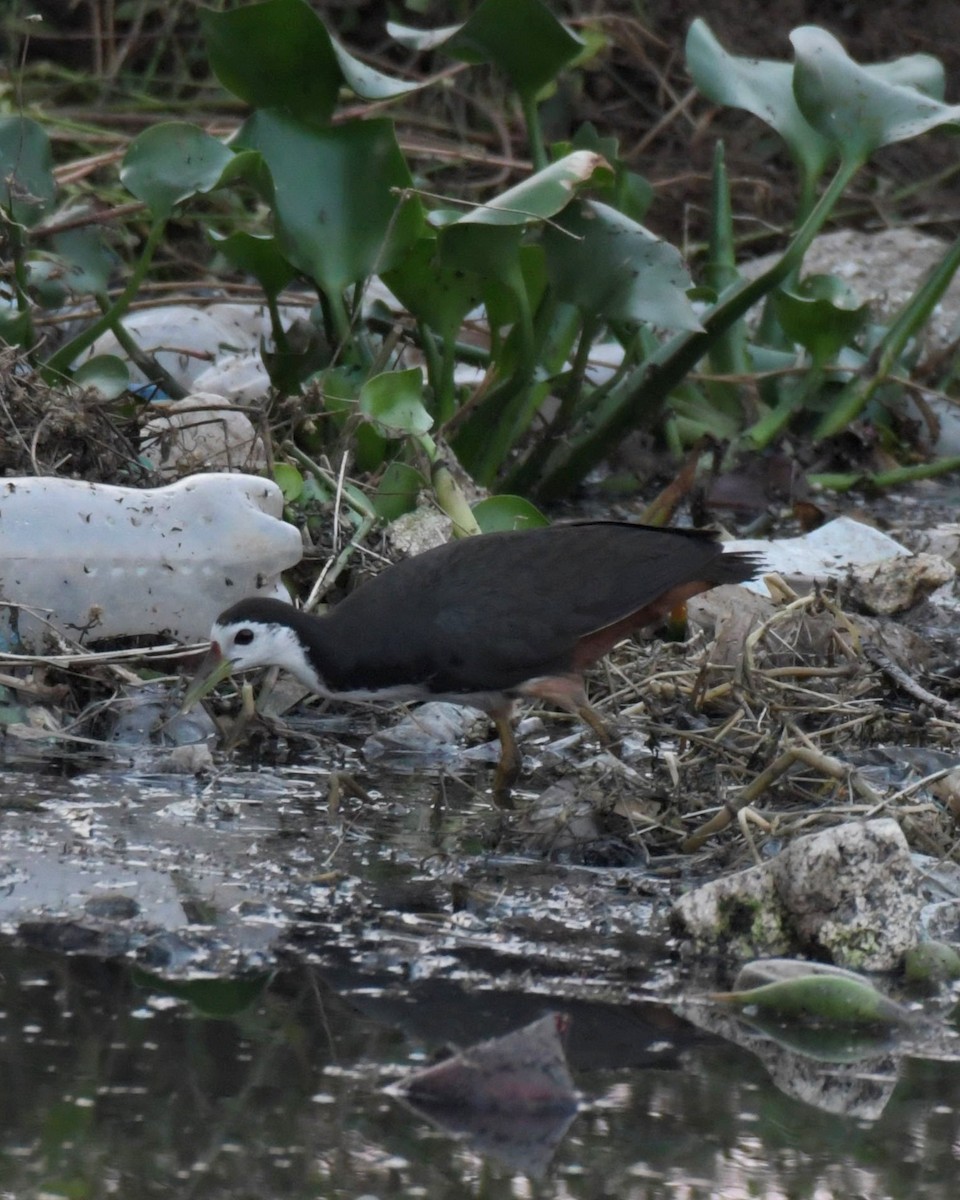 White-breasted Waterhen - ML518081631