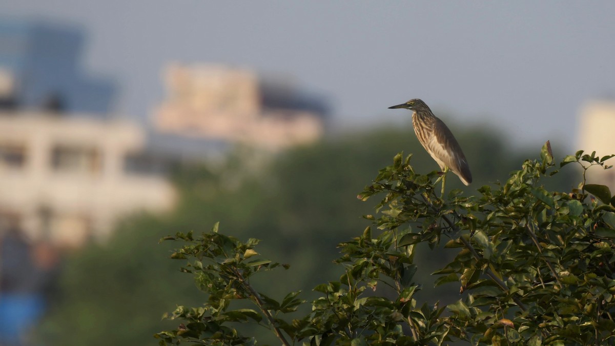 Indian Pond-Heron - ML518082411