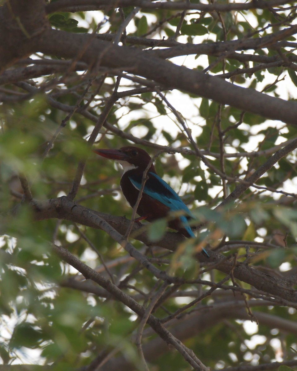 White-throated Kingfisher - ML518082551